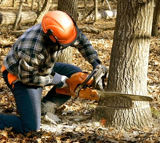 Tree Removal in Sumner, MS